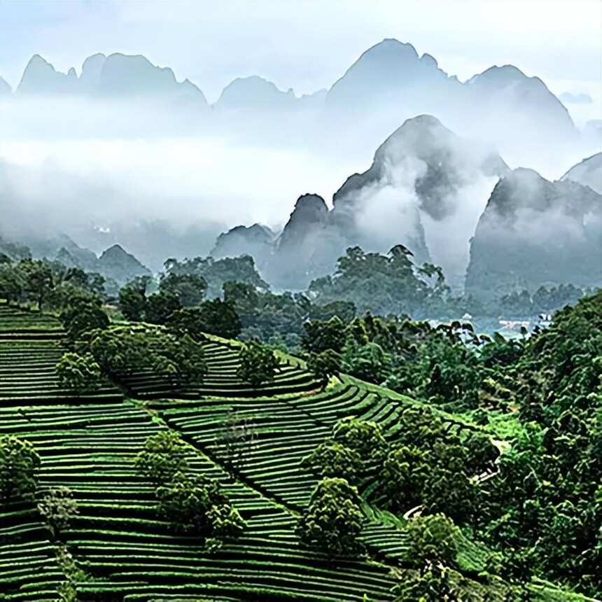 红茶 | 英德红茶 --- 广东红茶 中国红茶后起之秀