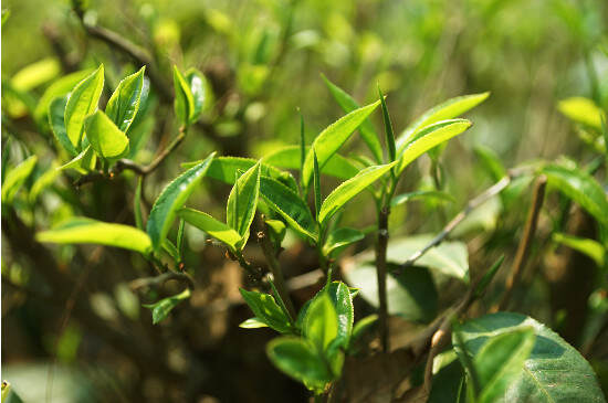 蒙顶茶是哪里的