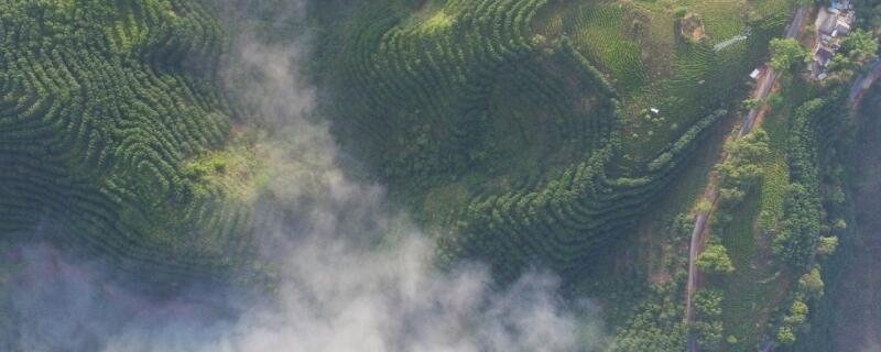 六大茶山