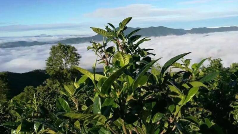 普洱茶的产地在哪