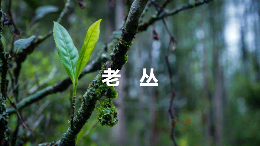 双十一“发疯文学”卷土从来，连茶叶也疯了