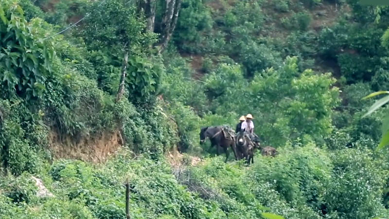 临沧茶区有哪些山头