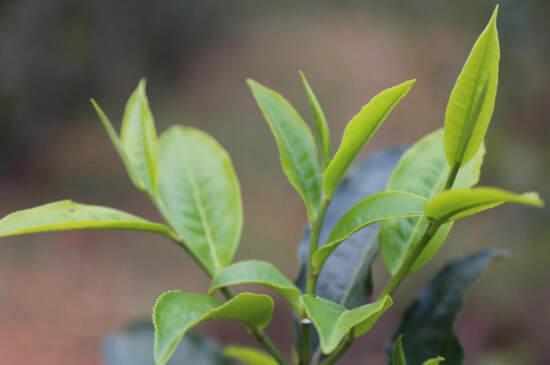 普洱茶大叶种和小叶种的区别