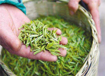 今年的春茶多少钱一斤 春茶的价格表