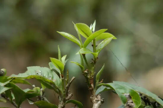 白茶茶树品种