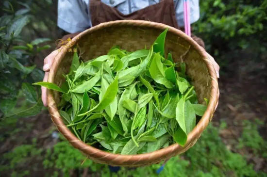 龙井茶为什么泡了没有香味