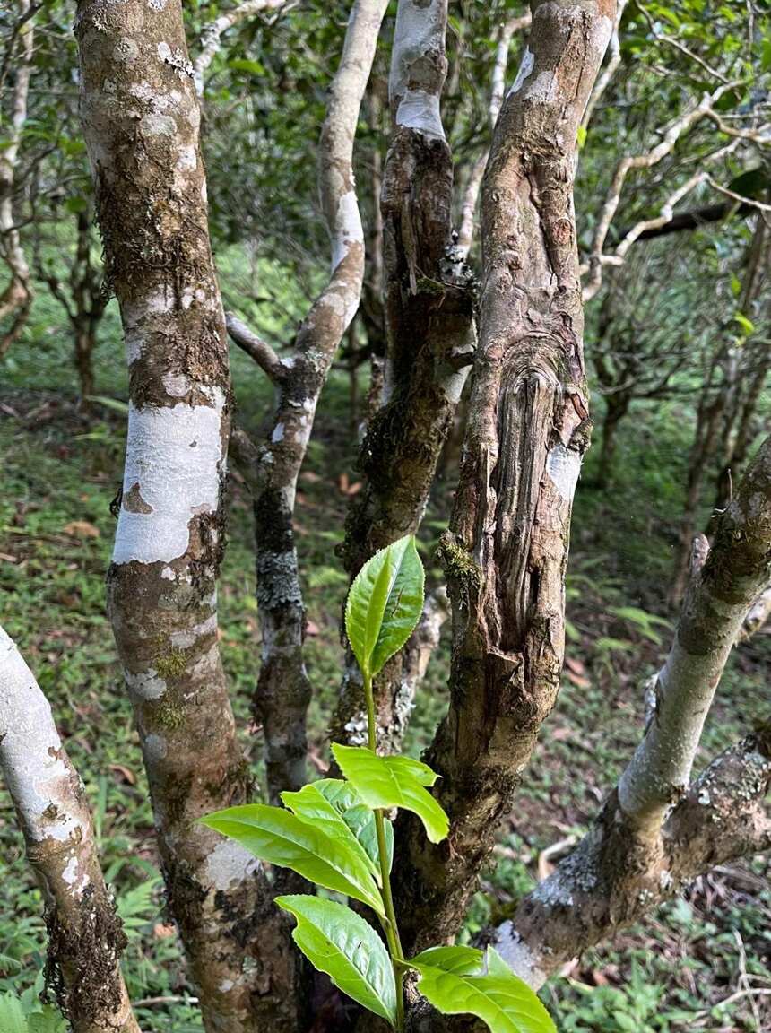 易武茶，喝的是底蕴