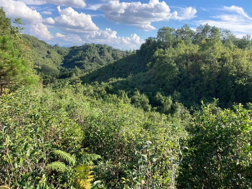 口粮茶推荐 | 几款适合冬季喝的云南口粮茶