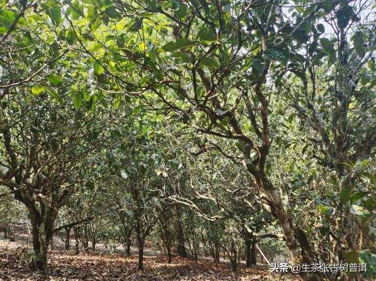 普洱茶分为哪几种类型？普洱茶分类方法及特点介绍