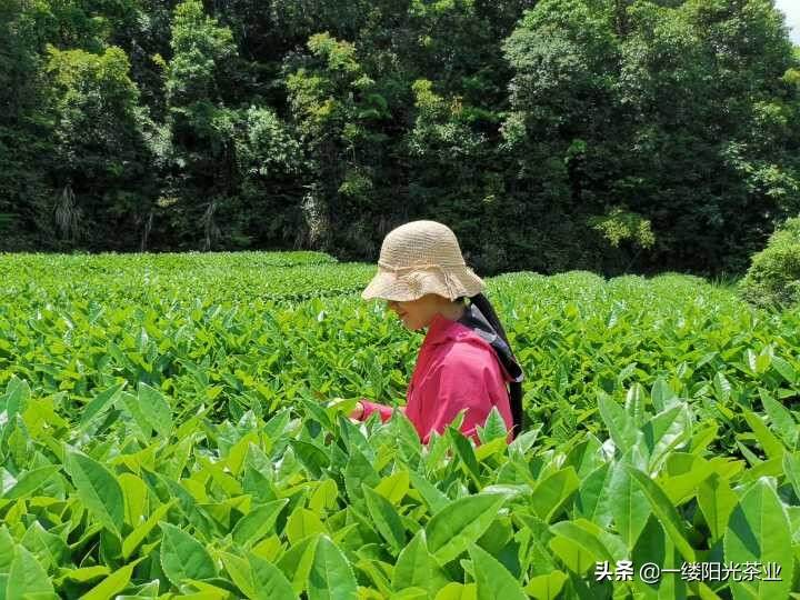 武夷岩茶与大红袍关系区分（武夷岩茶的分类和各自特点介绍）