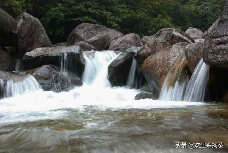 茶农种什么茶树最赚钱呢，种植茶叶树什么品种好？