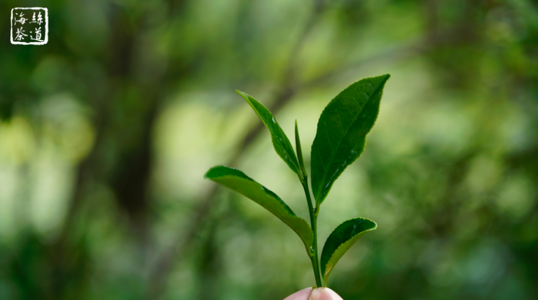 各种茶都是一种茶树吗（茶树的种类与区别介绍）