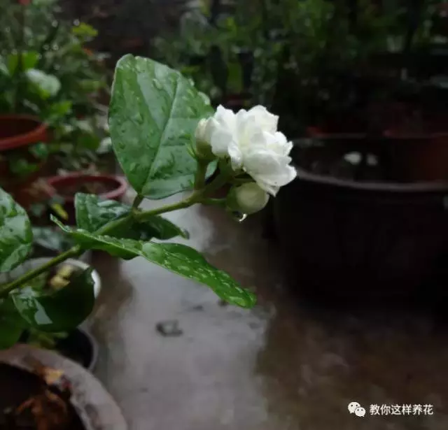 笔尖茉莉与一般茉莉区别（笔尖茉莉图片特点）