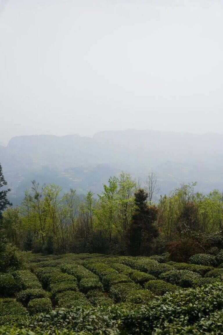 蒙顶黄芽是什么茶（蒙顶黄芽产地茶叶特点介绍）