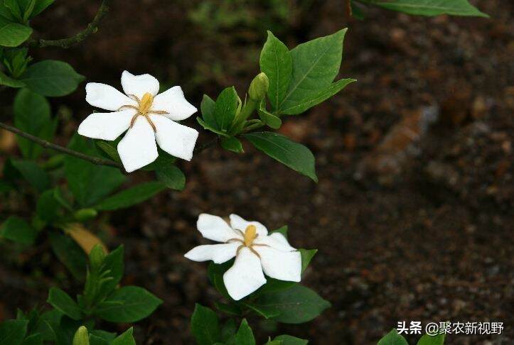 栀子花的品种介绍和图片大全（栀子泡水喝有什么好处）