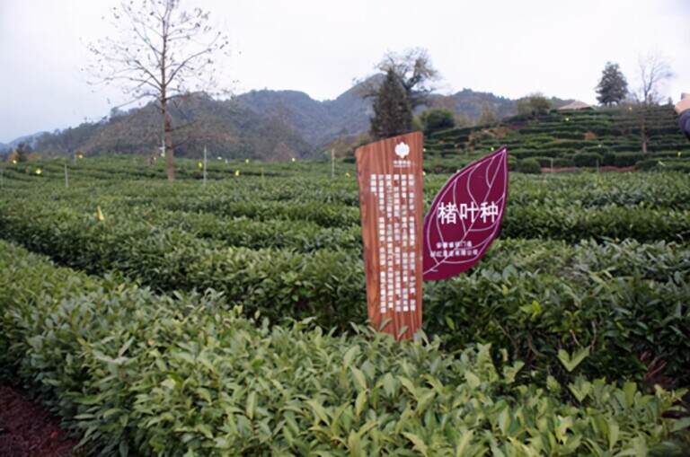 祁门红茶和金骏眉哪个好（祁门红茶和金骏眉对比）