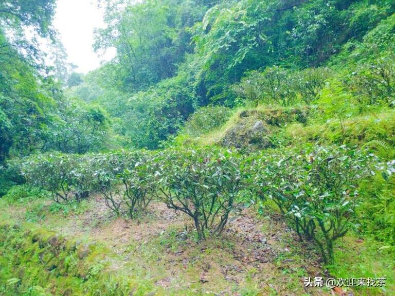 茶店野生茶是真的吗，荒山野茶一般什么价格？