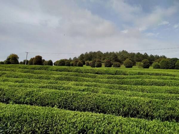 桂平西山茶的相传故事