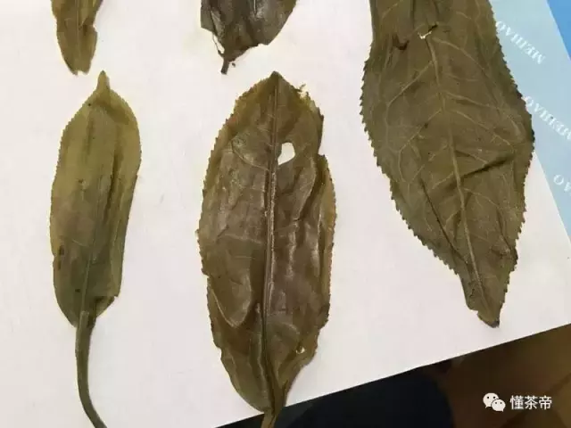 贺开古树茶的特点（900元一斤贺开古树茶真的假的）