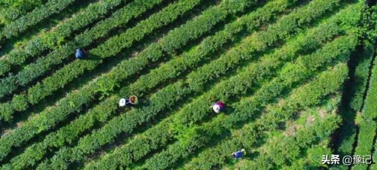 信阳毛尖茶怎么样（信阳毛尖品质特点加工工艺）