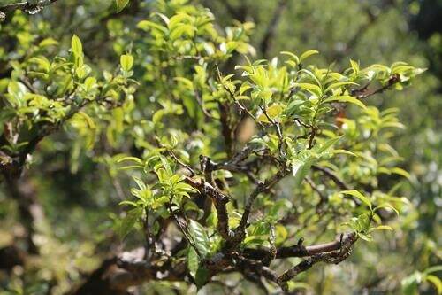 古树普洱茶指的是什么茶？古树茶的好处与特点介绍