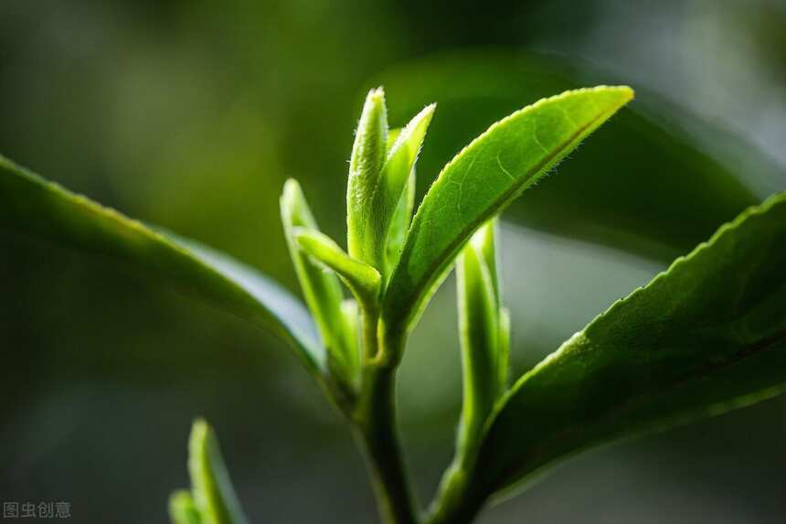 十大名茶间的碰撞，江苏碧螺春与庐山云雾茶对冲评测，结果如何？