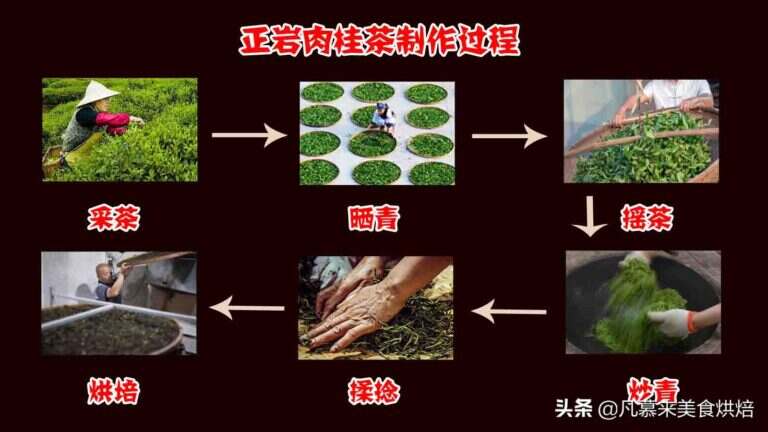 正岩肉桂茶属于什么茶（正岩肉桂茶饮用注意事项）