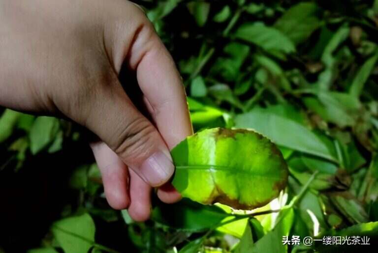 武夷岩茶与大红袍关系区分（武夷岩茶的分类和各自特点介绍）