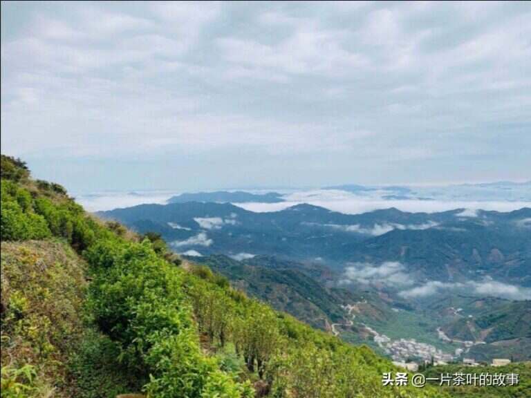 凤凰单枞属于什么茶（凤凰单枞发展历史产地特征）