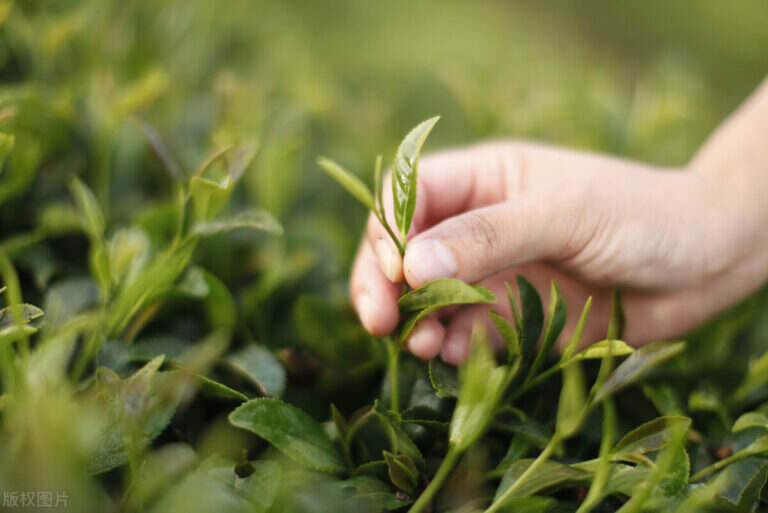 红茶属于什么茶（红茶功效工艺外观发酵程度）