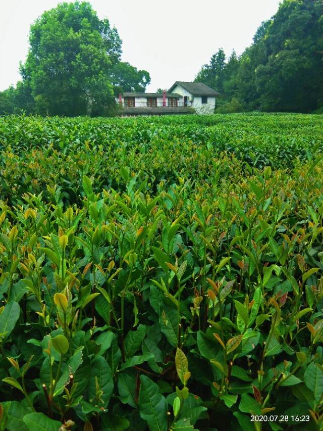 茶艺师资格证为什么取消了（谈谈对取消茶艺师的看法）