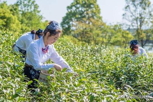 春季适合喝什么茶，春天喝什么茶最好养生？