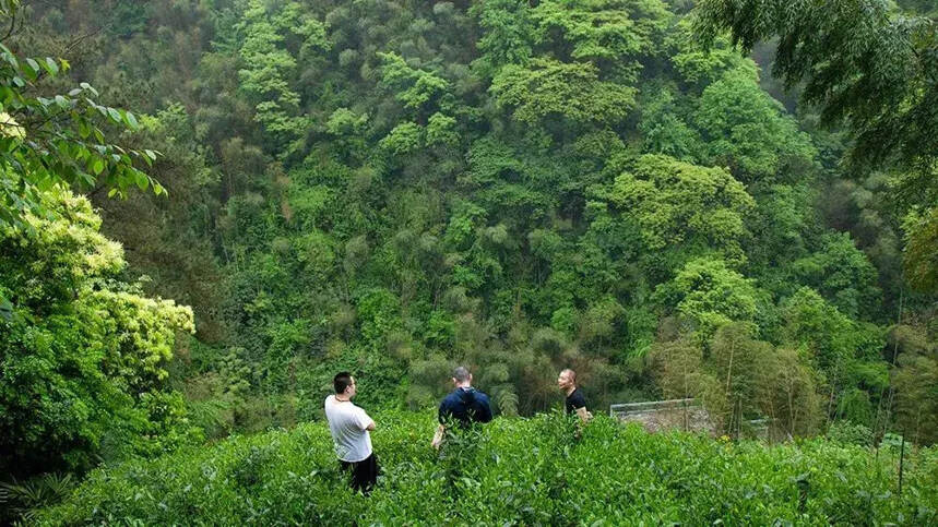 长长的茶叶是什么茶叶？太平猴魁的产地与特殊工艺介绍