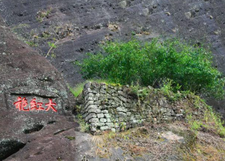 什么茶叶价格最贵（国内最贵的10种茶叶）