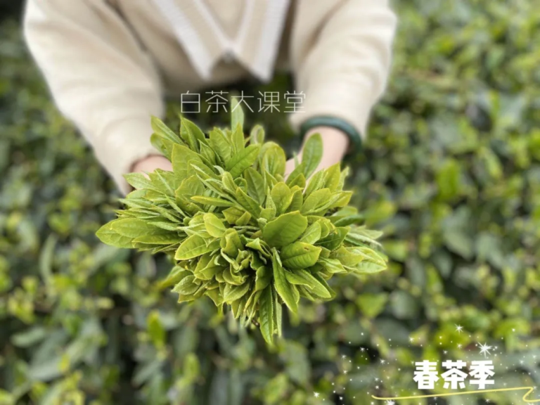 白茶属于什么茶（白茶制作工艺特点种类）