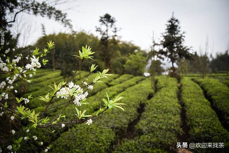 送茶一定要送品牌茶吗（送人茶叶的讲究说法）