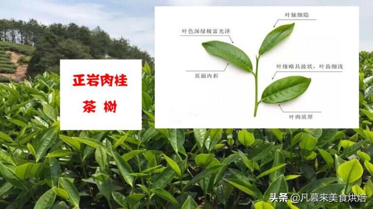 正岩肉桂茶属于什么茶（正岩肉桂茶饮用注意事项）