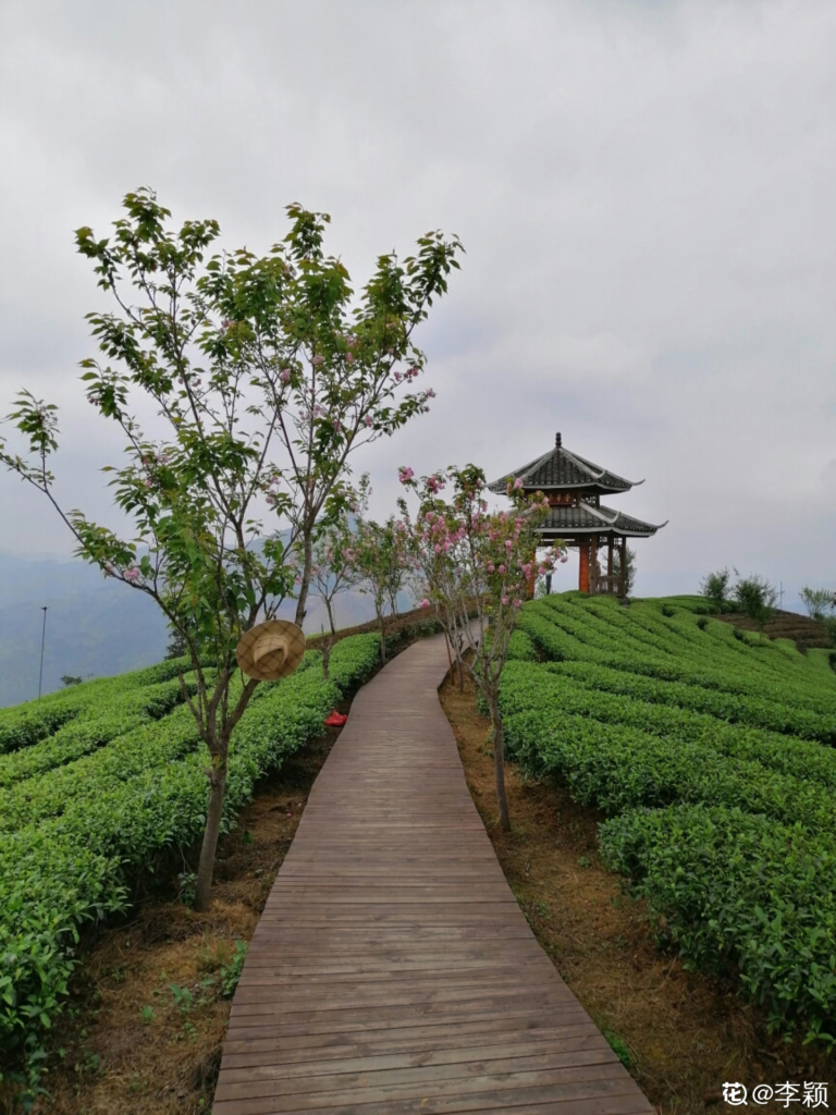 中国主要的茶叶产地（茶叶的种类和区别）