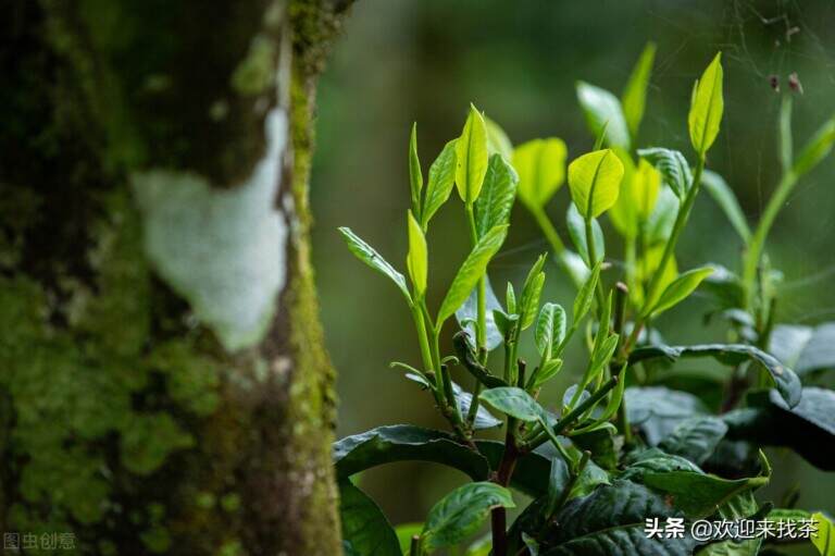 茶店野生茶是真的吗，荒山野茶一般什么价格？