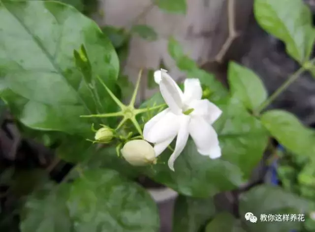 笔尖茉莉与一般茉莉区别（笔尖茉莉图片特点）