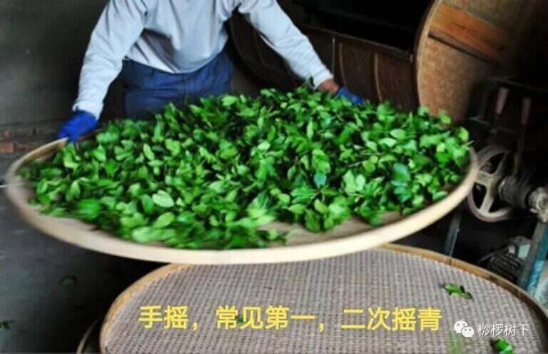 漳平水仙茶属于什么茶（漳平水仙茶叶特点与工艺介绍）