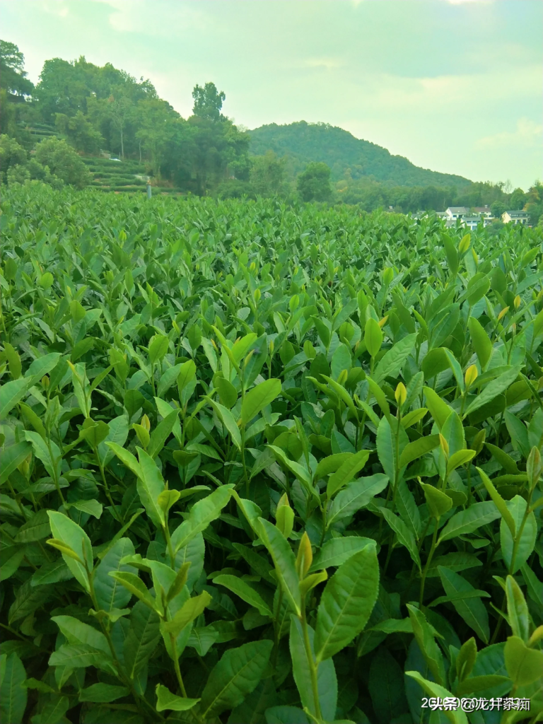 都匀毛尖是怎么得名的（都匀毛尖茶发展历史）