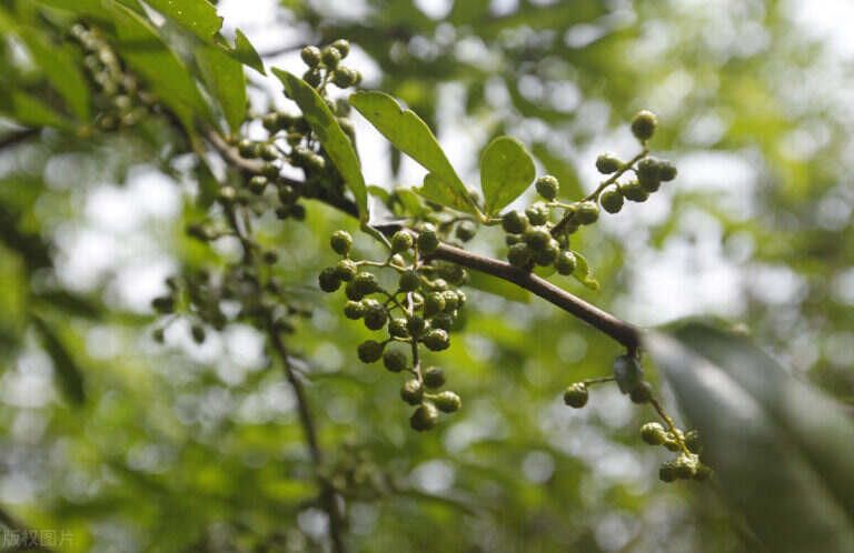 祛湿喝茶有用吗（不同体质分别喝什么茶）