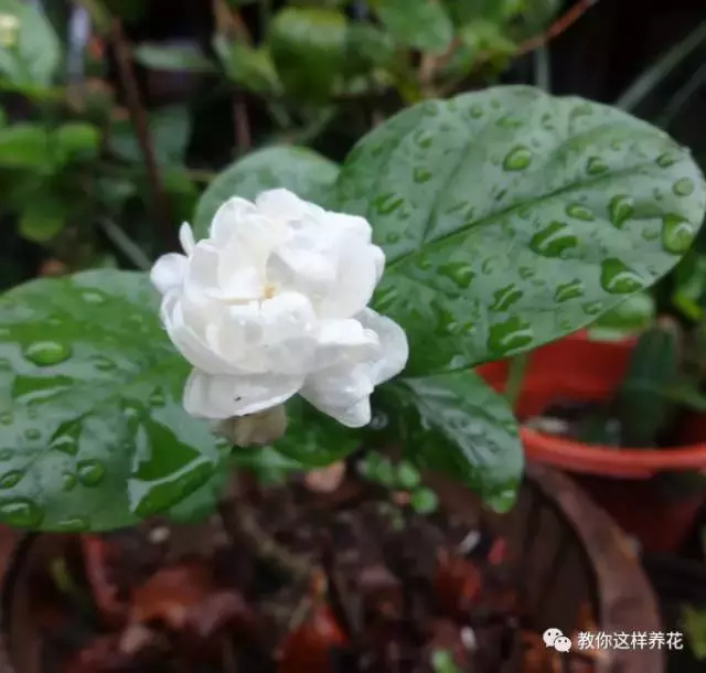 笔尖茉莉与一般茉莉区别（笔尖茉莉图片特点）