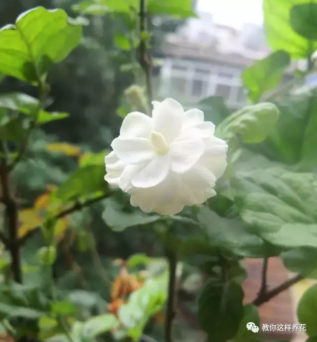 笔尖茉莉与一般茉莉区别（笔尖茉莉图片特点）