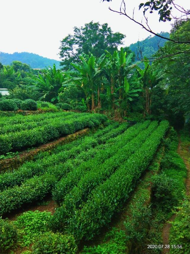 茶艺师资格证为什么取消了（谈谈对取消茶艺师的看法）