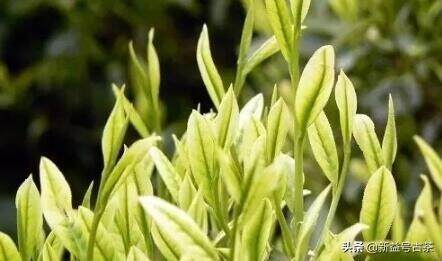 一提茶叶是多少斤茶？你不知道的茶叶冷知识分享