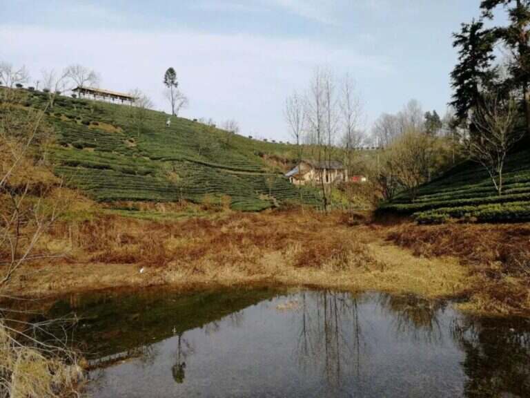 六安瓜片的原产地是哪里（探大别山深处的六安瓜片）