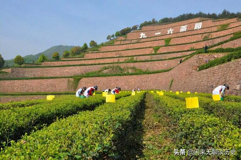 安徽舒城小兰花（舒城小兰花产地特征）