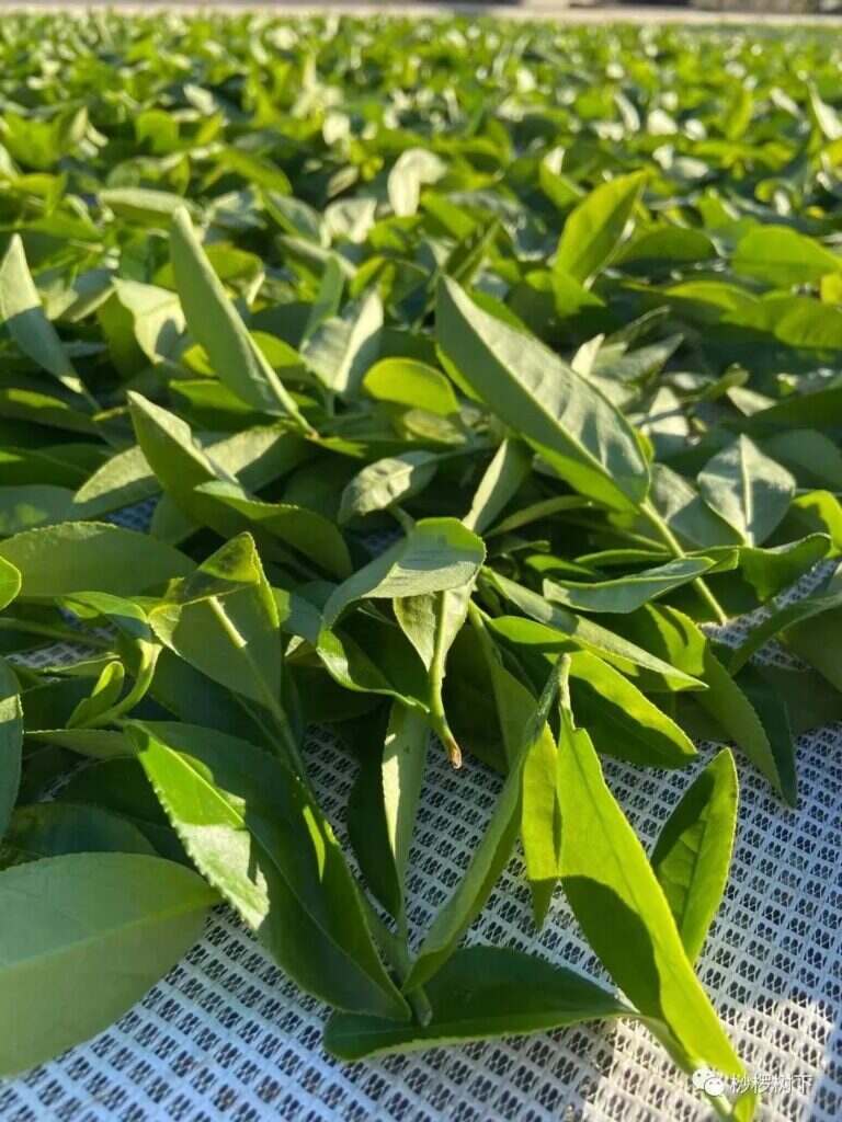 漳平水仙茶属于什么茶（漳平水仙茶叶特点与工艺介绍）